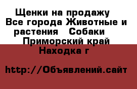 Щенки на продажу - Все города Животные и растения » Собаки   . Приморский край,Находка г.